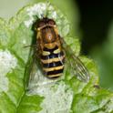 Syrphus ribesii-200558.jpg